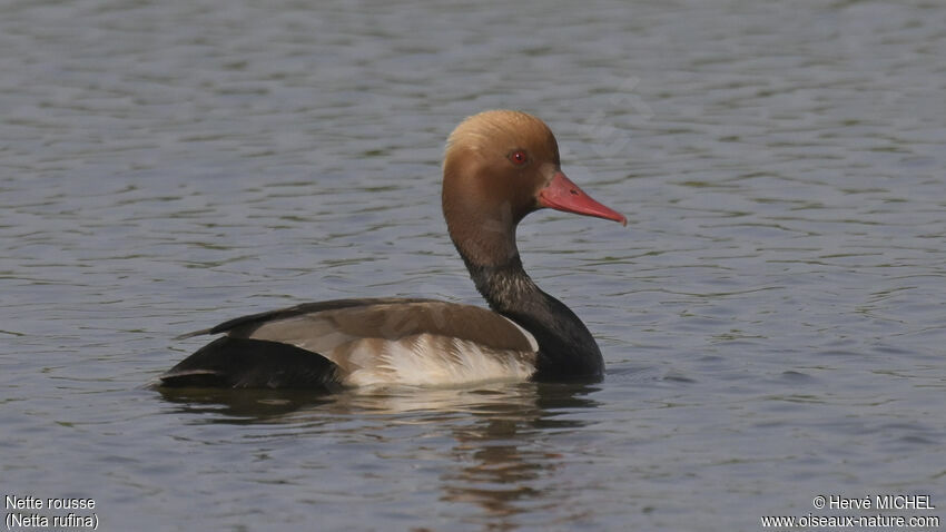 Nette rousse mâle adulte nuptial