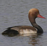 Red-crested Pochard