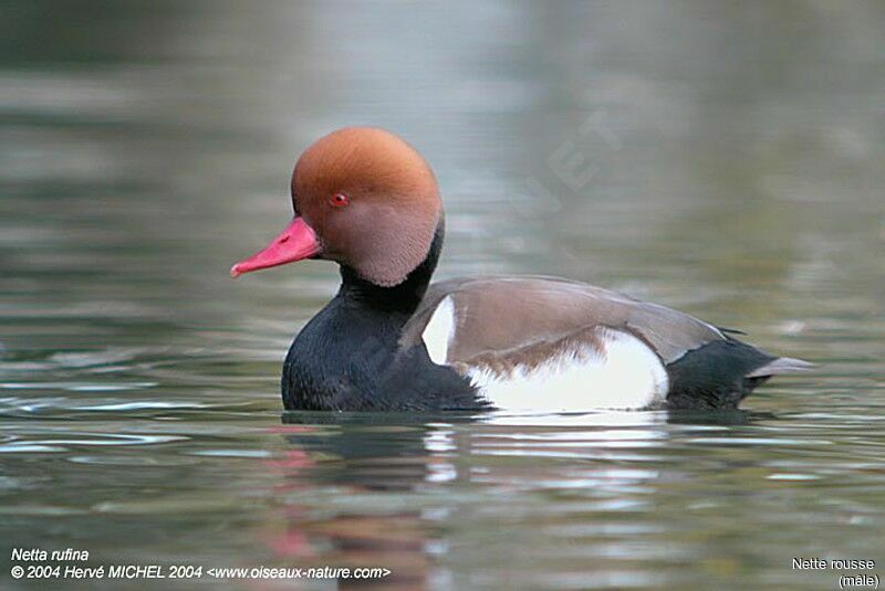 Red-crested Pochard