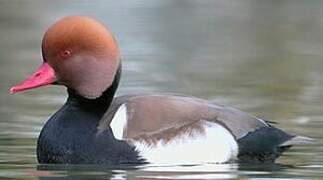 Red-crested Pochard