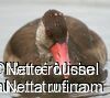 Red-crested Pochard male adult post breeding