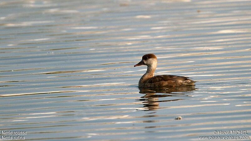 Red-crested Pochard female adult