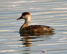 Red-crested Pochard