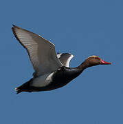 Red-crested Pochard