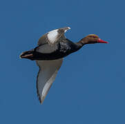 Red-crested Pochard