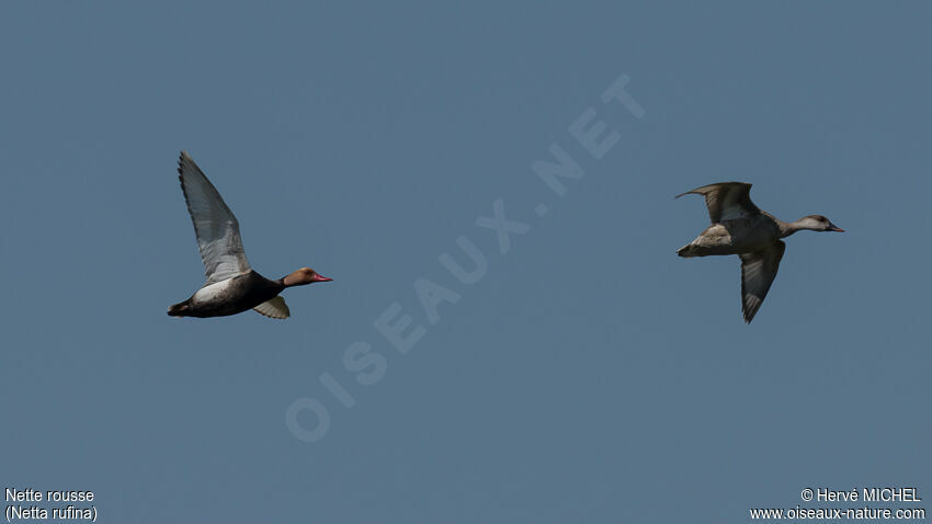 Red-crested Pochardadult