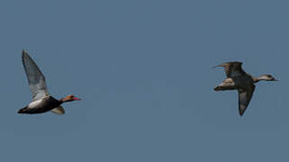 Red-crested Pochard