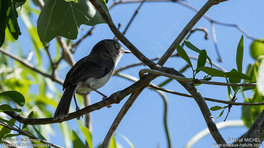 Common Newtonia