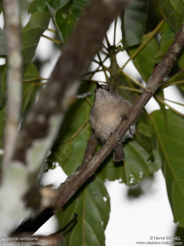 Common Newtonia