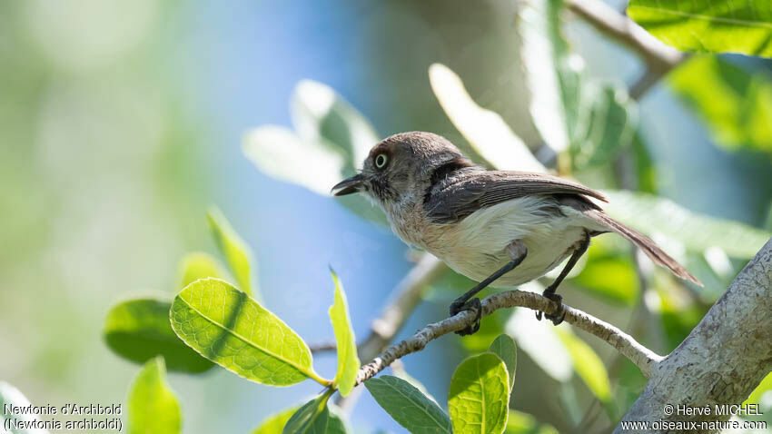 Archbold's Newtonia