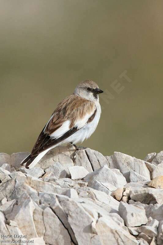 Niverolle alpineadulte nuptial, identification