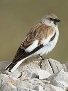 White-winged Snowfinch