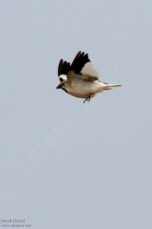 White-winged Snowfinch male adult breeding, Flight, courting display