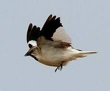 White-winged Snowfinch