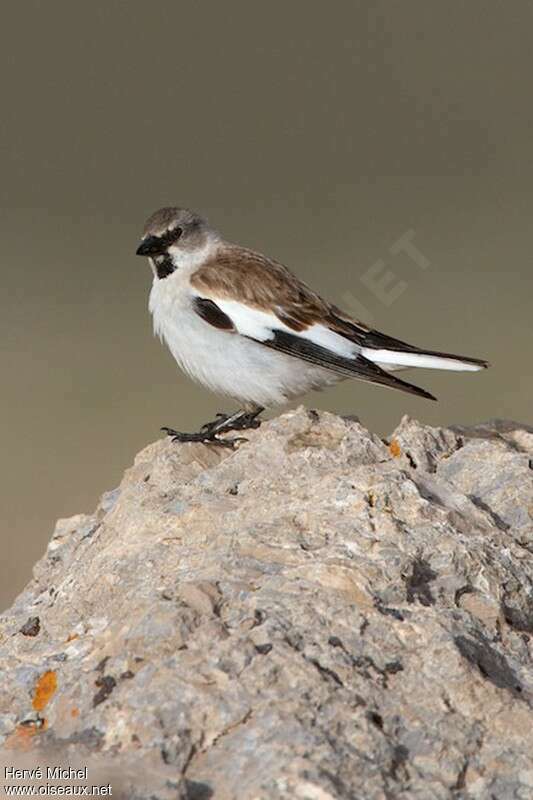 White-winged Snowfinch male adult breeding, identification
