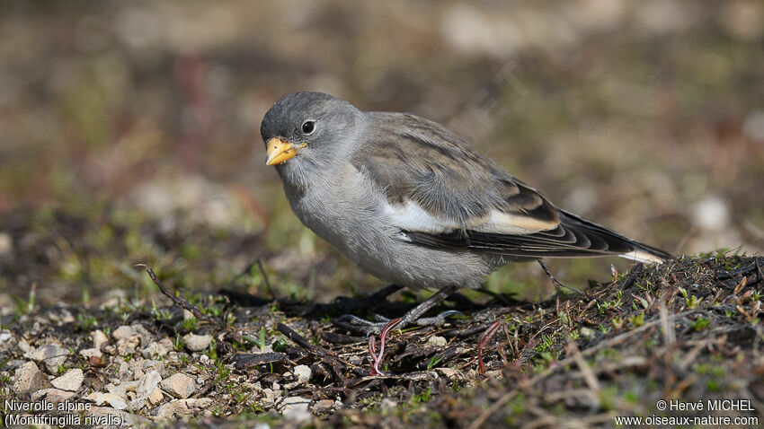 White-winged Snowfinchjuvenile