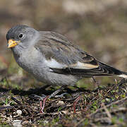 White-winged Snowfinch