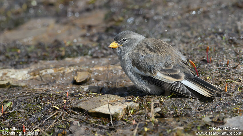 White-winged Snowfinchjuvenile