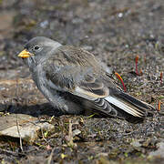 White-winged Snowfinch