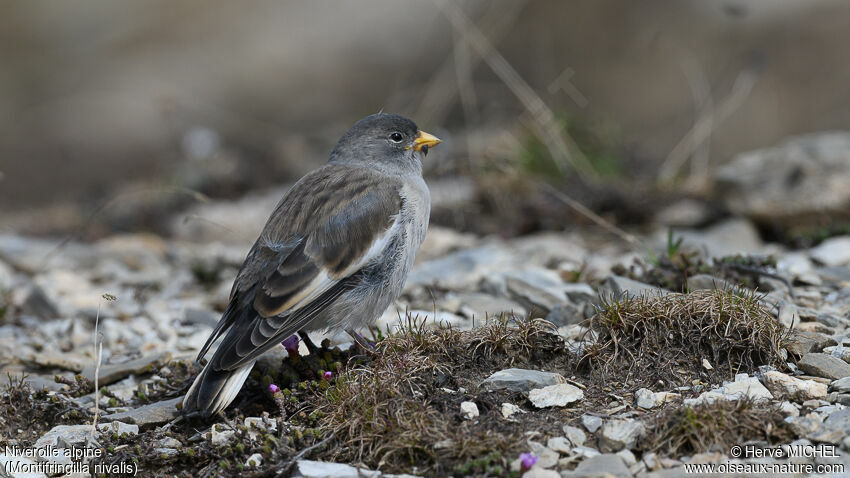 White-winged Snowfinchjuvenile