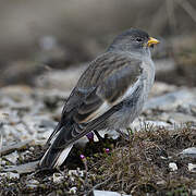 White-winged Snowfinch