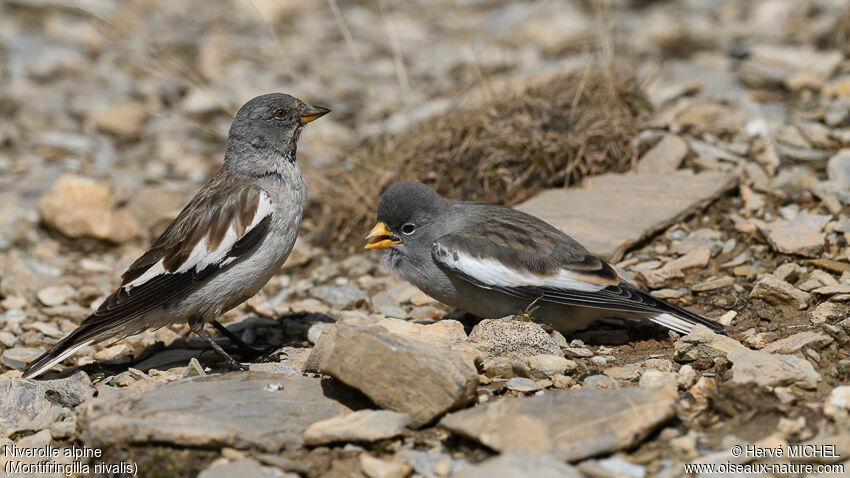 White-winged Snowfinchadult