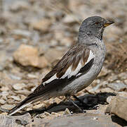 White-winged Snowfinch