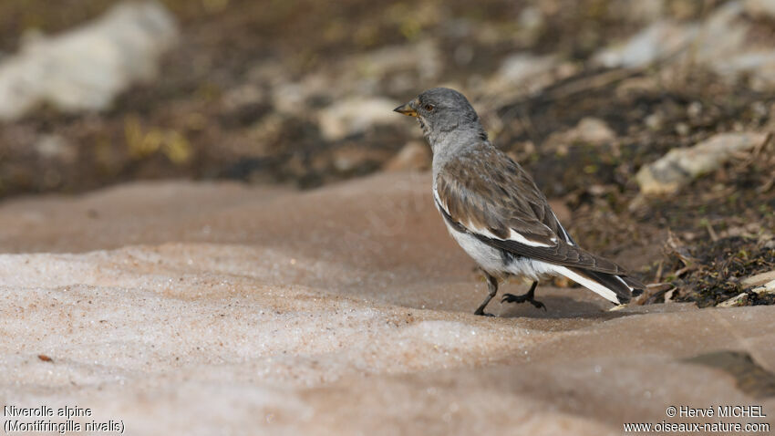 White-winged Snowfinchadult