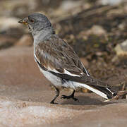 White-winged Snowfinch