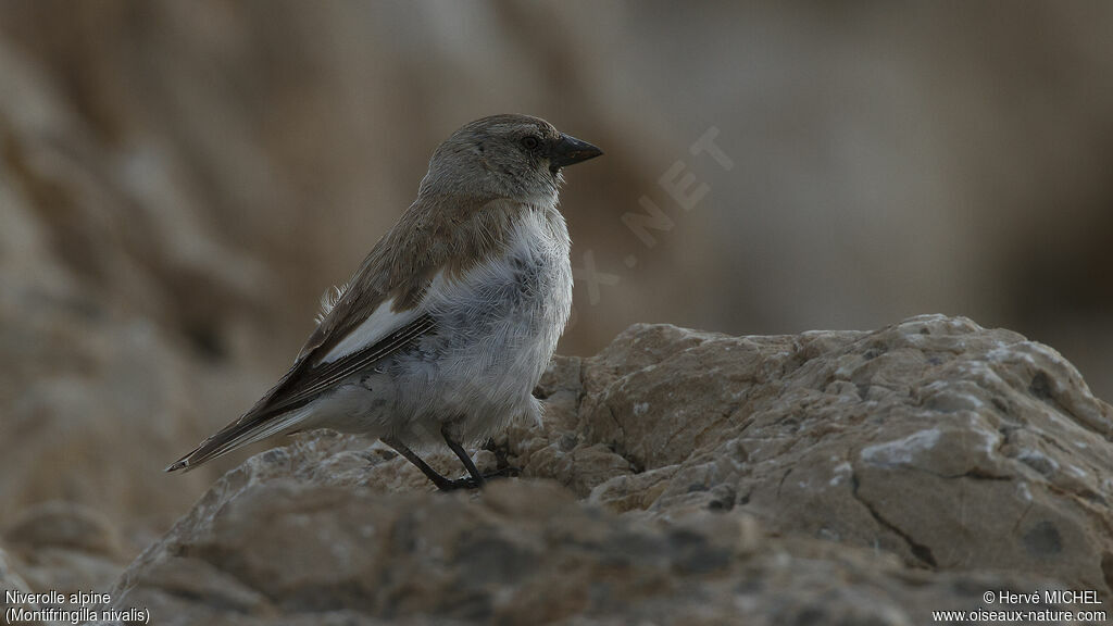 Niverolle alpineadulte