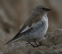 White-winged Snowfinch