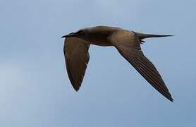 Brown Noddy