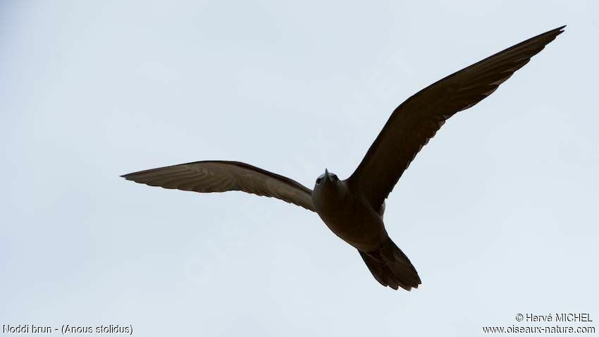 Brown Noddy