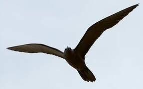 Brown Noddy