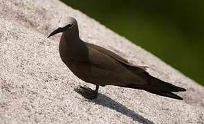 Brown Noddy