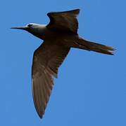 Lesser Noddy