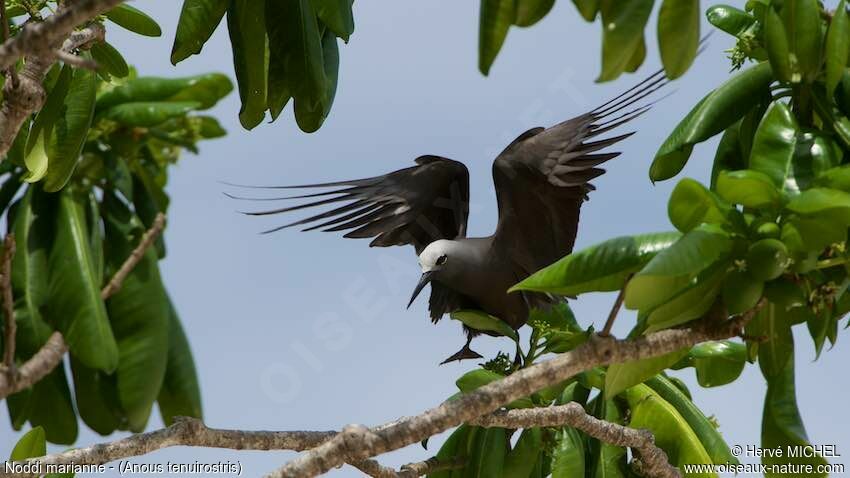 Lesser Noddyadult