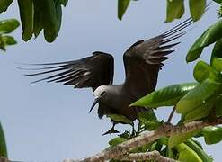 Lesser Noddy