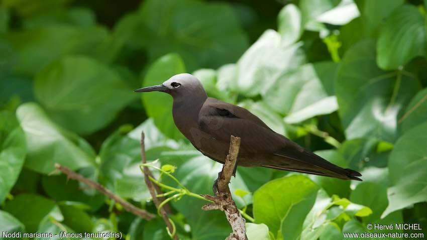 Lesser Noddyadult