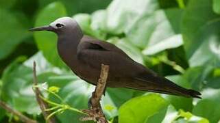 Lesser Noddy