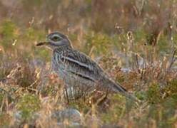 Eurasian Stone-curlew