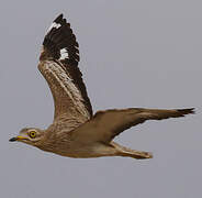 Eurasian Stone-curlew