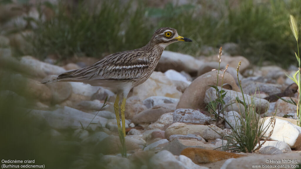 Eurasian Stone-curlewadult