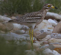 Eurasian Stone-curlew