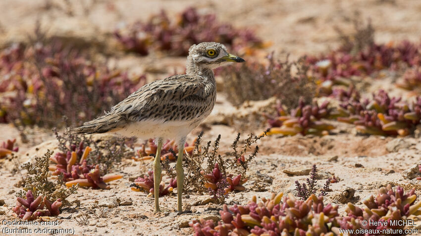 Eurasian Stone-curlewjuvenile