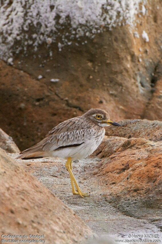 Senegal Thick-knee