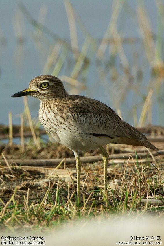 Senegal Thick-knee