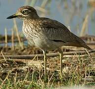 Senegal Thick-knee