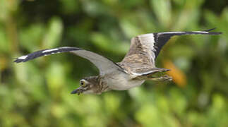 Senegal Thick-knee