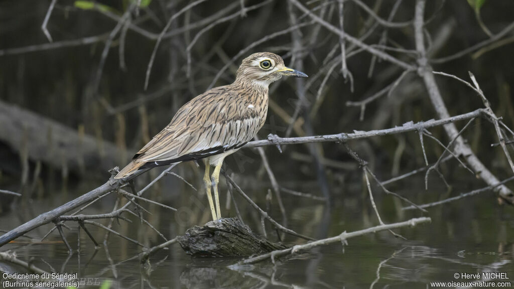 Senegal Thick-knee